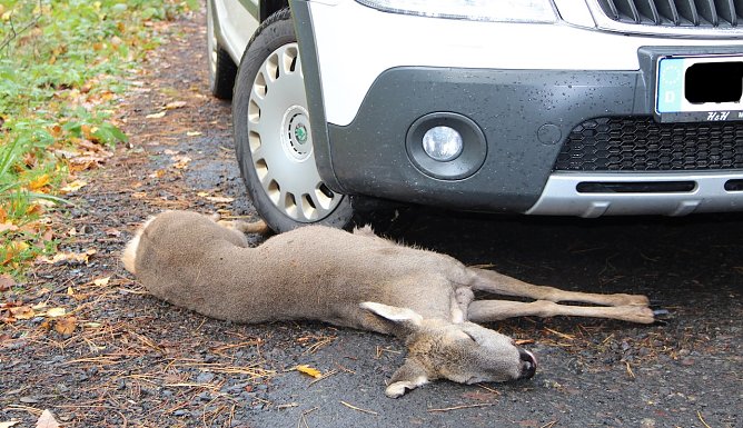 Die amtliche Wildunfallstatistik erfasst kaum die Kollisionen mit kleinerem Wild wie Hase, Fuchs oder Waschb&auml;r. Ursache: Es entsteht oft kein Versicherungsschaden am PKW   (Foto: Th&uuml;ringenForst)