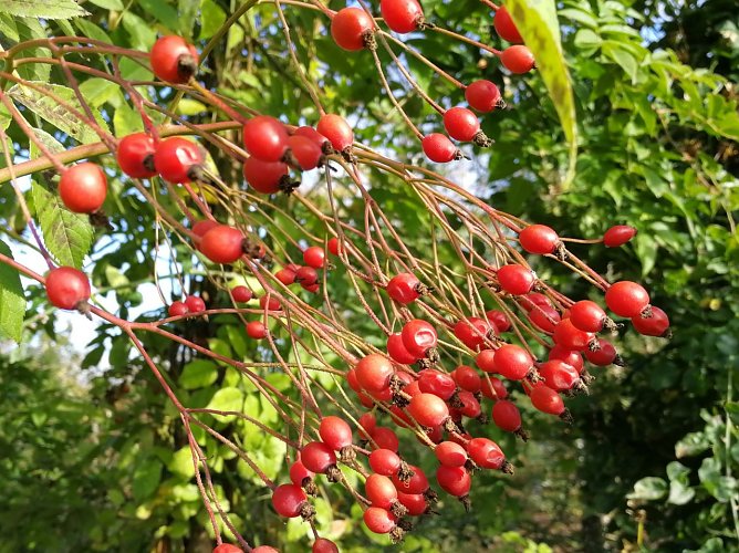 Die Hagebutten sind vom Saisonende unbeeindruckt noch immer tiefrot und sch&ouml;n (Foto: Rosenstadt Sangerhausen GmbH)