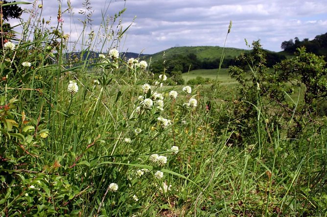 Biosph&auml;renreservat  (Foto: B. Bauersch&auml;fer, SB Umweltbildung/Tourismus, Biosph&auml;renreservat Karstlandschaft)