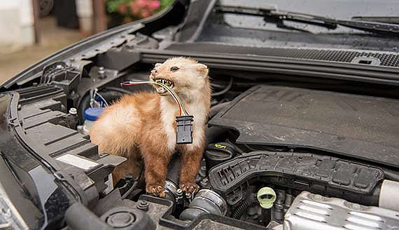 Unangenehmer Besucher unter der Motorhaube (Foto: AvD)