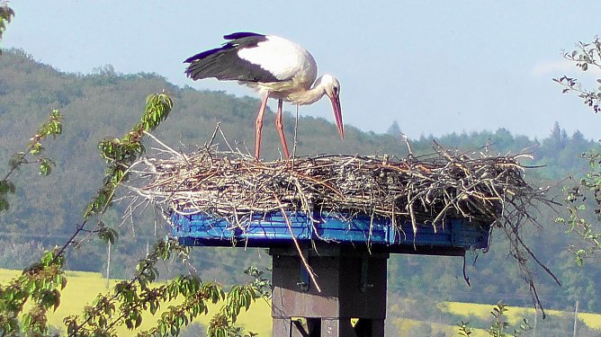 Ein Storchenpaar brütet am Stausee in Kelbra (Foto: U.Reinboth) Ein Storchenpaar brütet am Stausee in Kelbra (Foto: U.Reinboth)