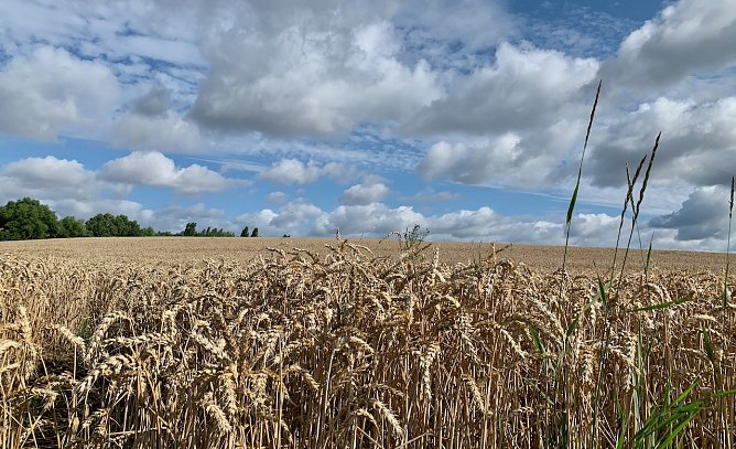 Noch m&uuml;ssen deutsche Bauern nicht vier Prozent ihrer Anbaufl&auml;che brach legen. (Foto: Eva Maria Wiegand)