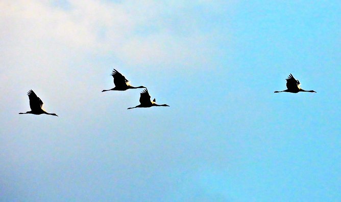 Die Kraniche sind wieder da (Foto: P.Blei)