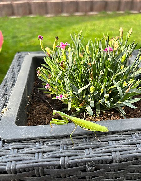 Gottesanbeterin (Foto: Detlef, Maaske Kelbra) Gottesanbeterin (Foto: Detlef, Maaske Kelbra)