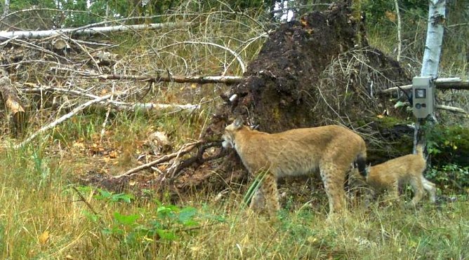 Von einer Wildkamera beobachte Luchse im Landkreis Nordhausen (Foto: Th&uuml;ringer Umweltministerium)