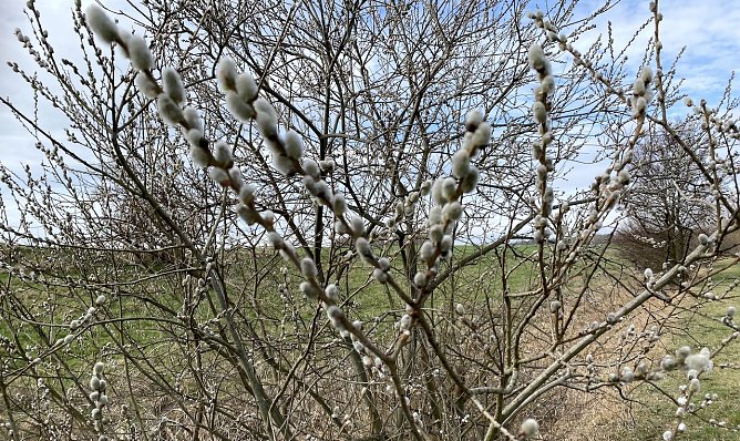 Der diesjährige März war so nass wie schon seit zwanzig Jahren nicht mehr (Foto: oas) Der diesjährige März war so nass wie schon seit zwanzig Jahren nicht mehr (Foto: oas)