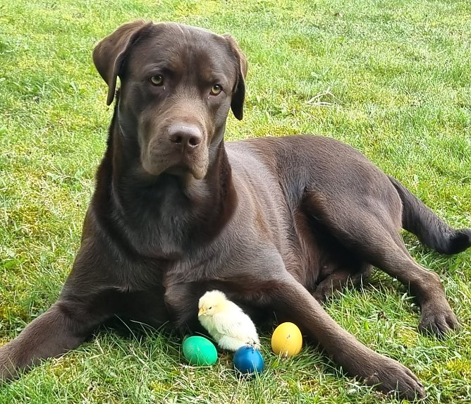 Zwei dicke Freunde (Foto: M.Linnekuhl)