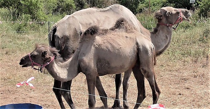 Kamele in der Goldenen Aue (Foto: Ulrich Reinboth)