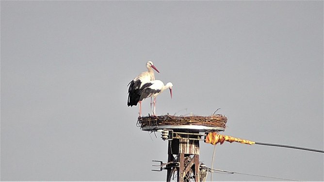 Familie Adebar begutachtet ihren neuen Wohnsitz in Th&uuml;rungen (Foto: Ulrich Reinboth)