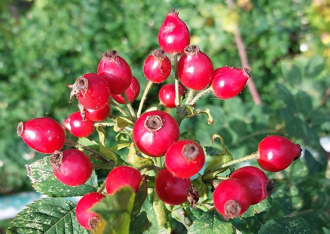Saisonabschluss (Foto: Europa-Rosarium )