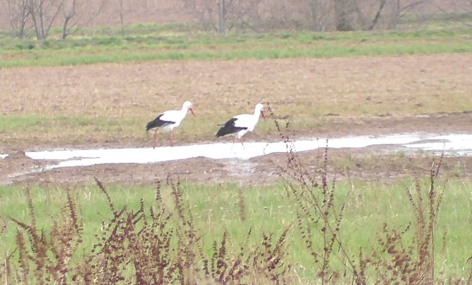 Fr&uuml;hling am Stausee  (Foto: U. Reinboth )