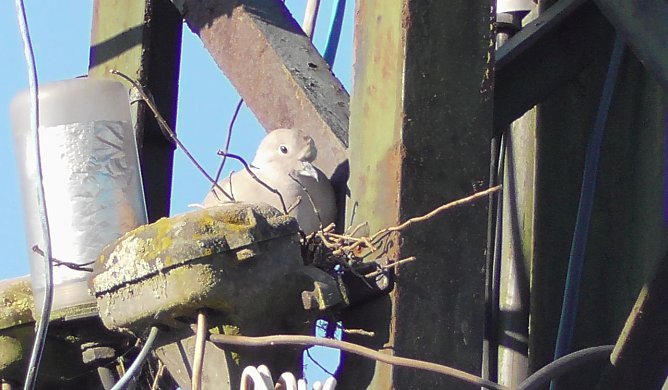 Tauben Nachwuchs  (Foto: U. Reinboth )