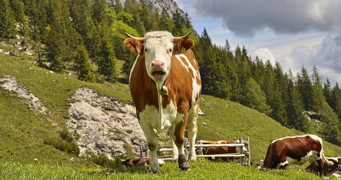 Idyllische Bergwelt im Berchtesgadener Land (1) (Foto: J&ouml;rg Neumann)
