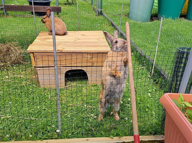 Die Hasen Erna und Mary Lou (auf dem Dach) (Foto: Familie Zirnemann)