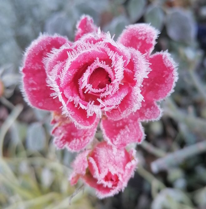 Rose mit Eiskristallen (Foto: Solveig Bierwisch) Rose mit Eiskristallen (Foto: Solveig Bierwisch)