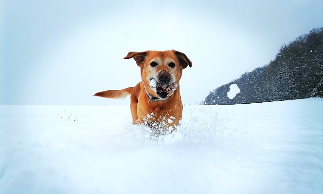 Labradorhündin Erna spielt im Schnee am Waldrand Bleicherode (Foto: Solveig Bierwisch) Labradorhündin Erna spielt im Schnee am Waldrand Bleicherode (Foto: Solveig Bierwisch)