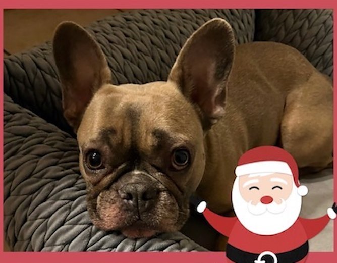 Bulldogge zu Weihnachten (Foto: Britta Unger) Bulldogge zu Weihnachten (Foto: Britta Unger)