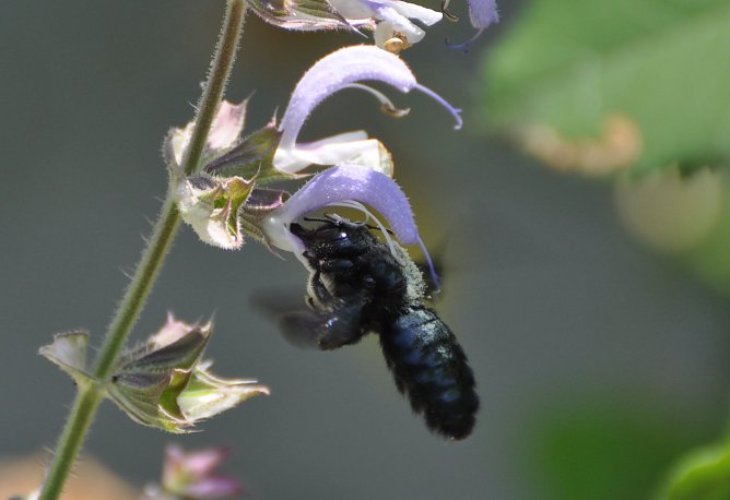 Eine blaue Holzbiene an einer Blüte (Foto: KlausSchmidt) Eine blaue Holzbiene an einer Blüte (Foto: KlausSchmidt)
