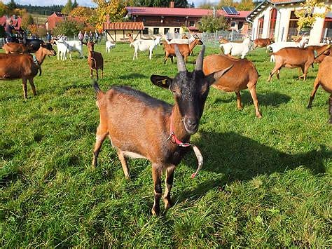 Auftrieb auf der Ziegenalm (Foto: K.Liebig) Auftrieb auf der Ziegenalm (Foto: K.Liebig)