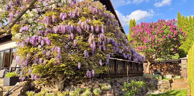 Momentaufnahme: Blauregen im Fr&uuml;hling (Foto: Andreas D&ouml;rnbrack)