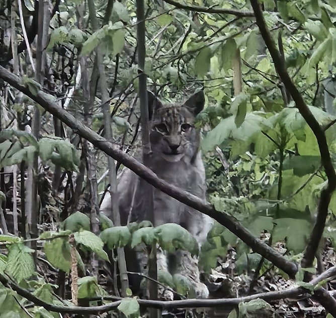 Begegnung mit Luchs (Foto: Michael Helbing) Begegnung mit Luchs (Foto: Michael Helbing)