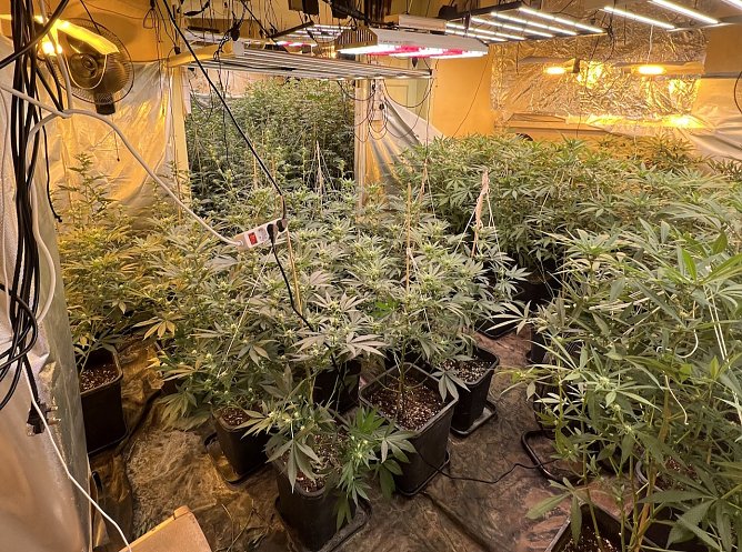 Plantage entdeckt (Foto: Polizeiinspektion Halle (Saale) ) Plantage entdeckt (Foto: Polizeiinspektion Halle (Saale) )