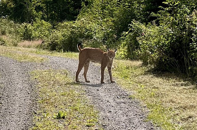 Luchssichtung am Rennsteig (Foto: Martin Lotz) Luchssichtung am Rennsteig (Foto: Martin Lotz)