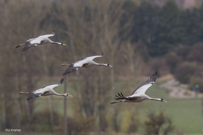 Kraniche im Anflug (Foto: U. Krämer) Kraniche im Anflug (Foto: U. Krämer)