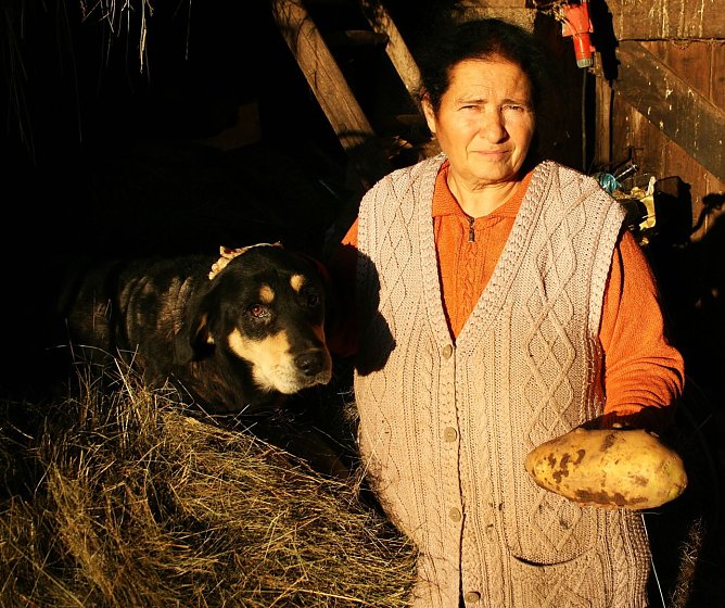 Gute zwei Kilo bringt die Riesenkartoffel auf die Waage (Foto: Ulrich Reinboth) Gute zwei Kilo bringt die Riesenkartoffel auf die Waage (Foto: Ulrich Reinboth)
