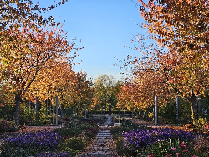 So bunt wie der Herbst  (Foto: Rosenstadt Sangerhausen GmbH)