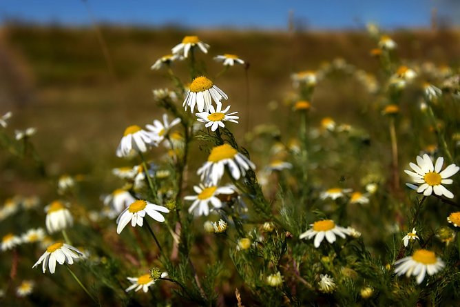 Wildpflanzen (Foto: Peggychoucair auf Pixabay)