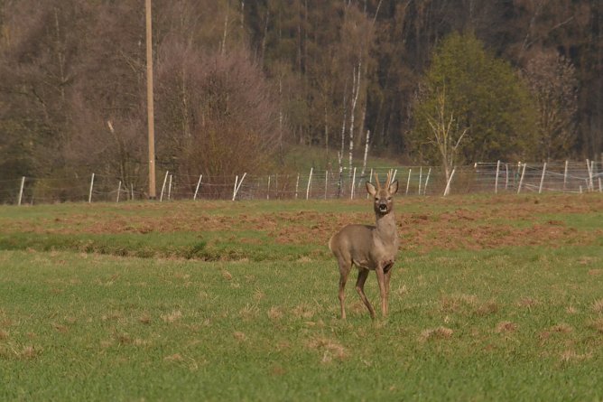 Rehbock in Ellrich (Foto: Nancy L&uuml;decke)