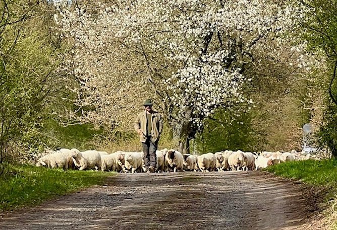 Schafherde mit Schäfer (Foto: Diana Kupfer) Schafherde mit Schäfer (Foto: Diana Kupfer)