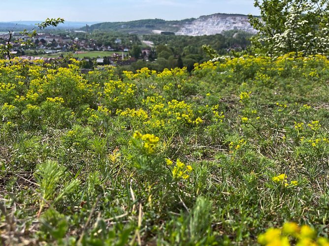 Symbolbild Frühling (Foto: ssc) Symbolbild Frühling (Foto: ssc)