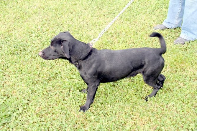 Suche Herrchen (Foto: Hellberg) Suche Herrchen (Foto: Hellberg)