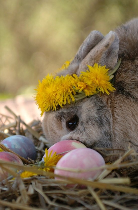 Bild: Geschm&uuml;cktes "Osterkaninchen"