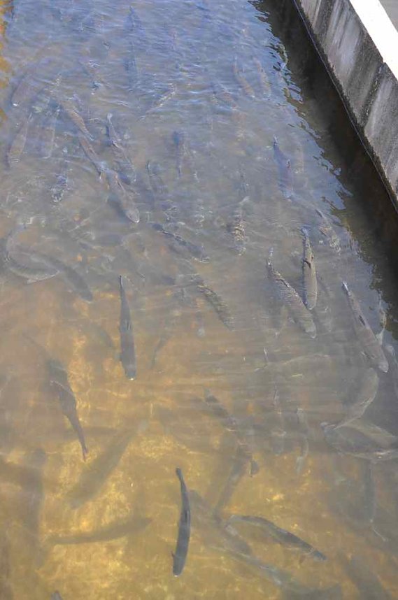 Fischfest in Auleben