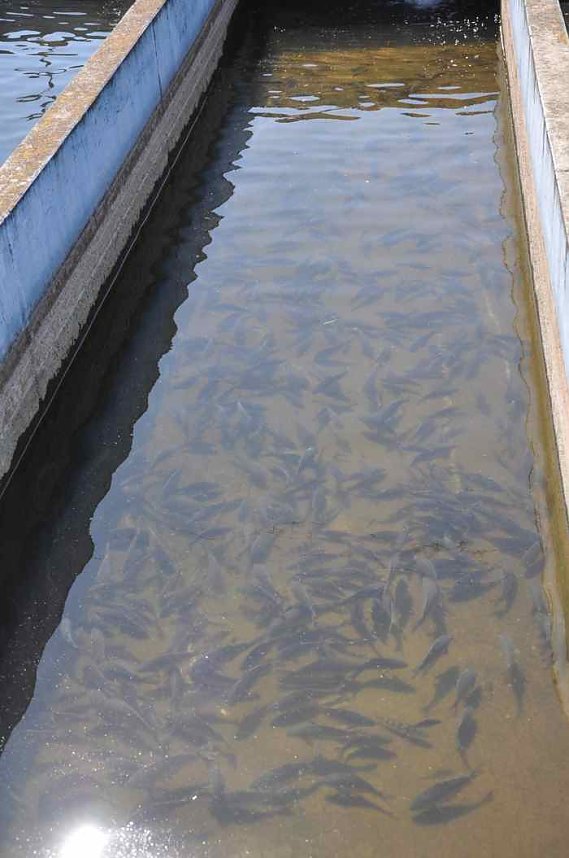 Fischfest in Auleben