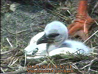Neues aus dem Storchennest