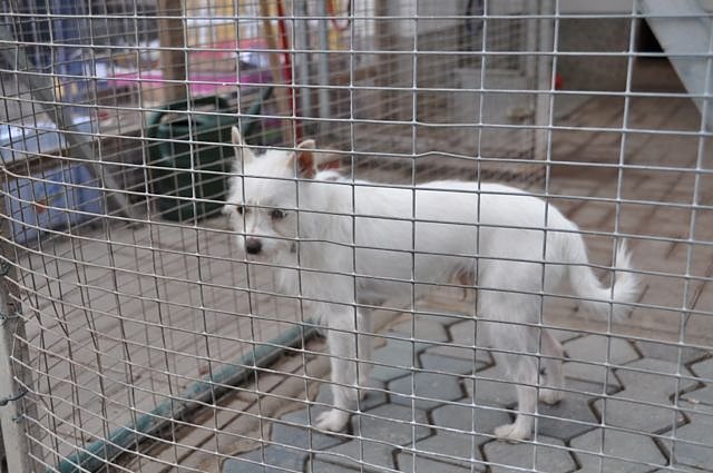 Weihnachtsmarkt im Tierheim