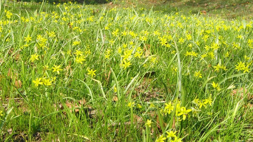 Die Pflanze von nebenan
