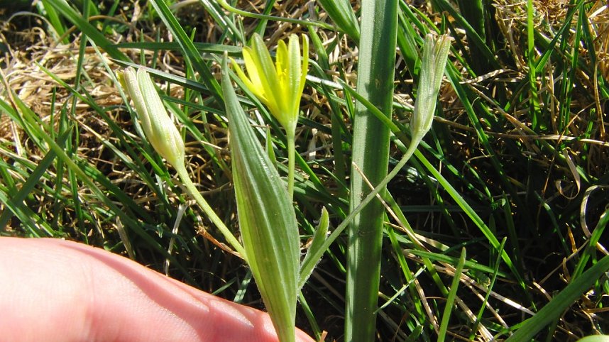 Die Pflanze von nebenan