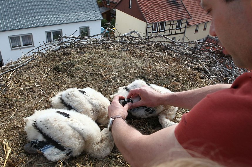 Jungst&ouml;rche werden durch Dr. G&ouml;decke beringt