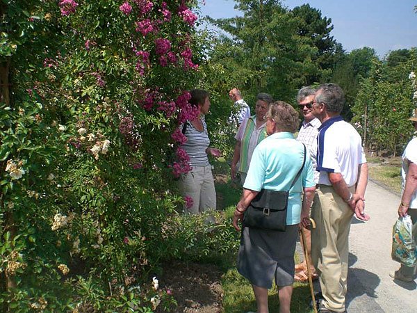 105 Jahre Europa-Rosarium