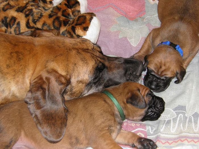 H&ouml;hepunkt f&uuml;r Hundefreunde