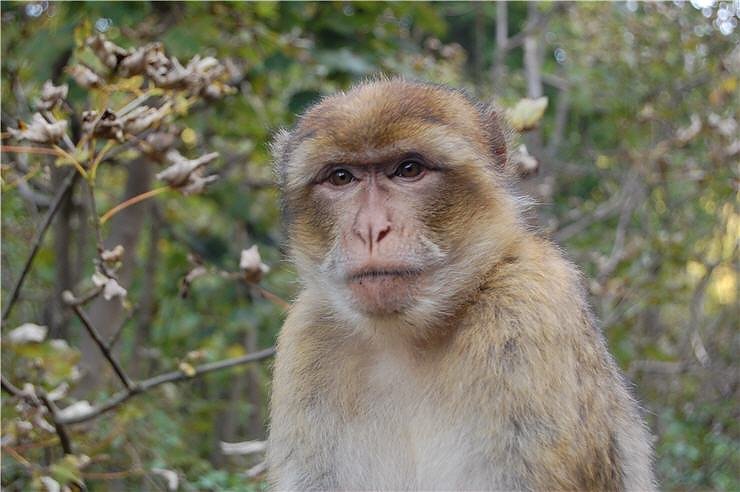 Affenwald Erlebnispark Strau&szlig;berg
