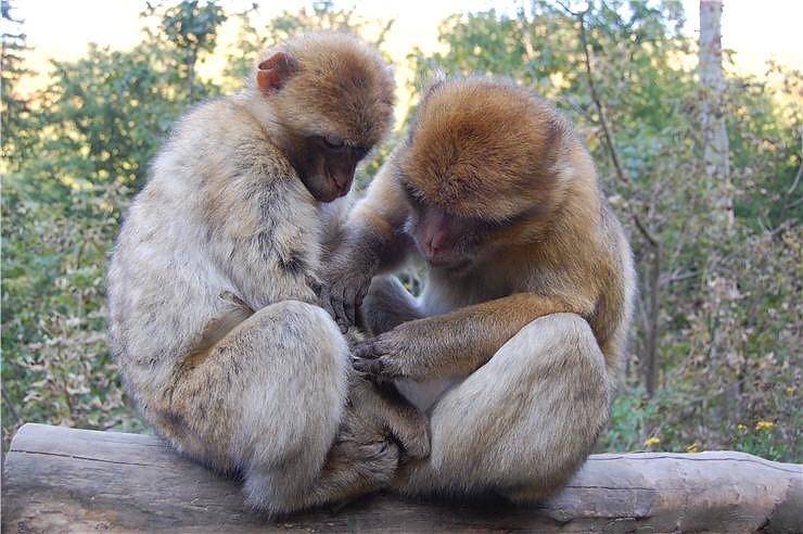 Affenwald Erlebnispark Strau&szlig;berg