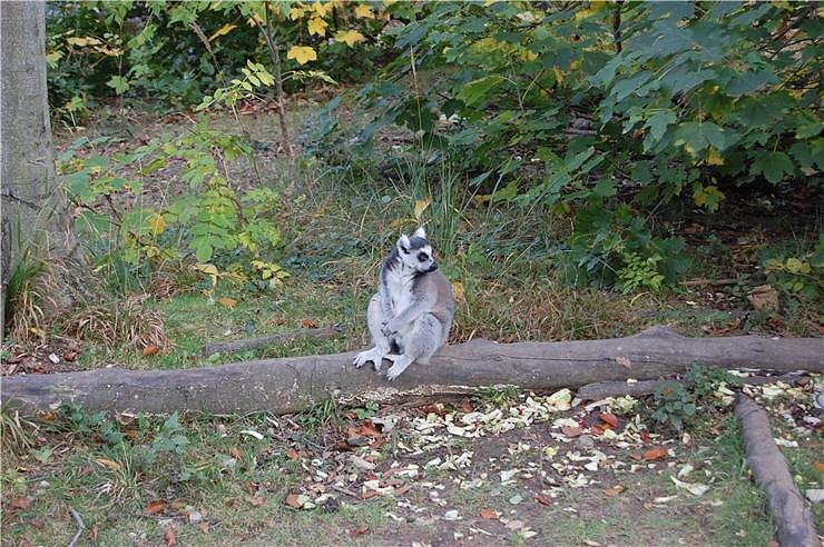 Affenwald Erlebnispark Strau&szlig;berg