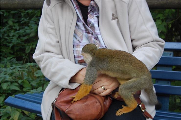 Affenwald Erlebnispark Strau&szlig;berg