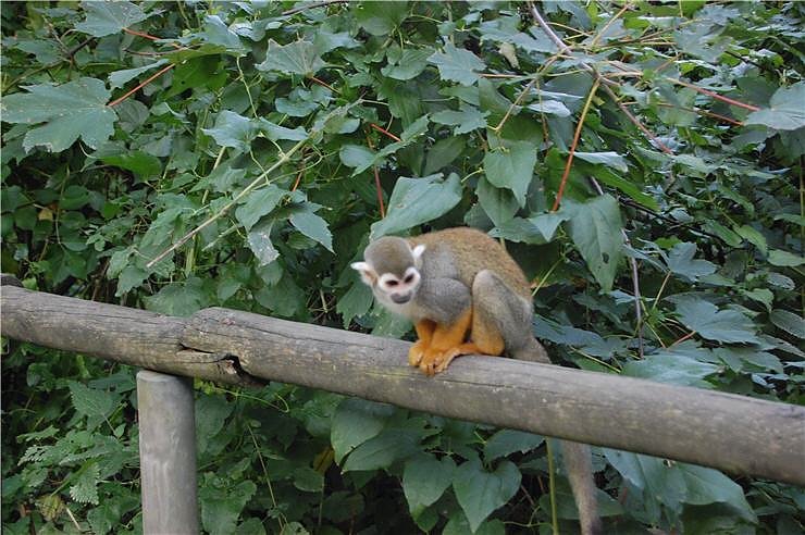 Affenwald Erlebnispark Strau&szlig;berg